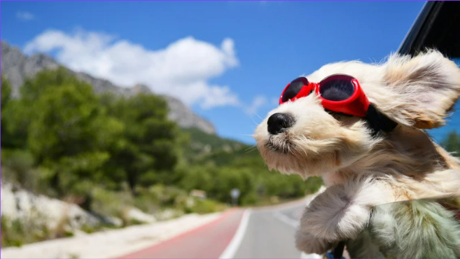 Dog with goggles sticking its head out of window of moving car