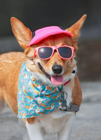 Corgi in sunglasses, bandanna, and hat