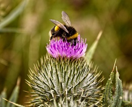 bumblebee on purple flower