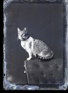 Photo of a cat from the Hicks-Green Glass Plate negative collection