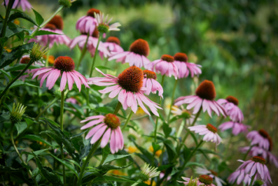 Photo of purple flowers.