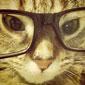 Cat with glasses avatar
